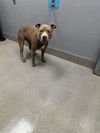 adoptable Dog in Las Vegas, NV named DIESEL