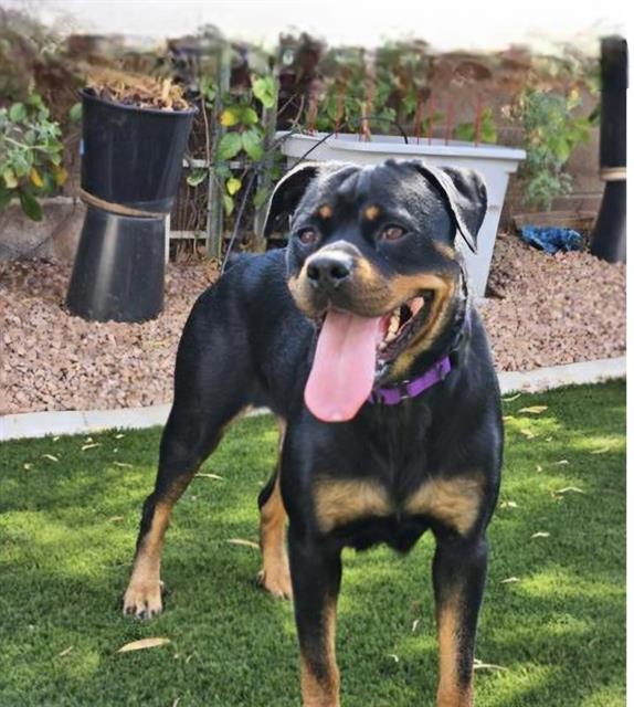 adoptable Dog in Las Vegas, NV named CINDERELLA