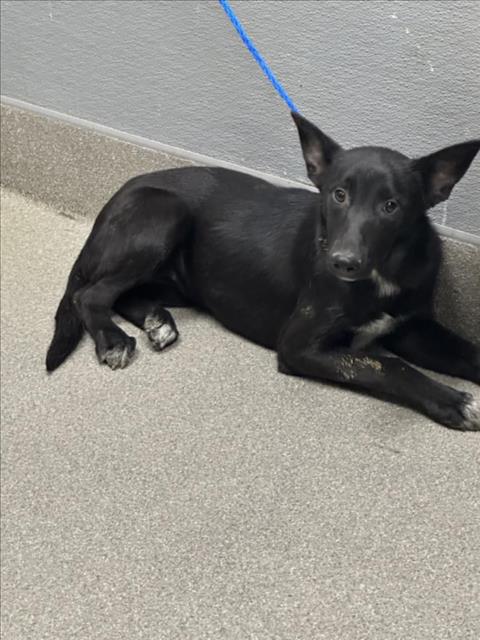 adoptable Dog in Las Vegas, NV named *LEXUS