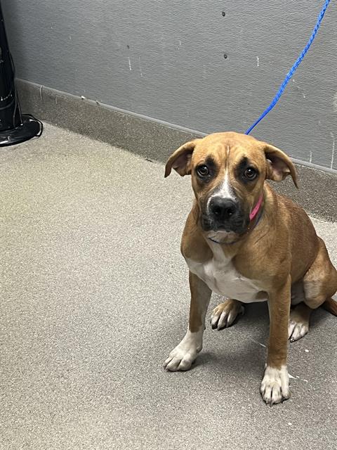 adoptable Dog in Las Vegas, NV named MACKONIE