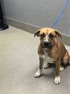 adoptable Dog in  named MACKONIE