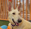 adoptable Dog in , NV named STARLIGHT