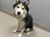 adoptable Dog in , NV named SQUEAKS