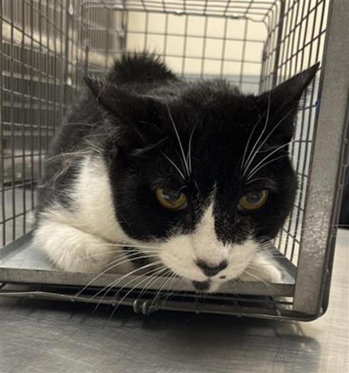 adoptable Cat in Las Vegas, NV named JOHNNY