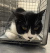 adoptable Cat in , NV named JOHNNY