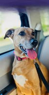 adoptable Dog in , NV named PEANUT