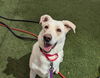 adoptable Dog in , NV named *WILLOW