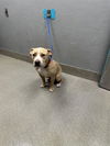 adoptable Dog in Las Vegas, NV named *BLUE