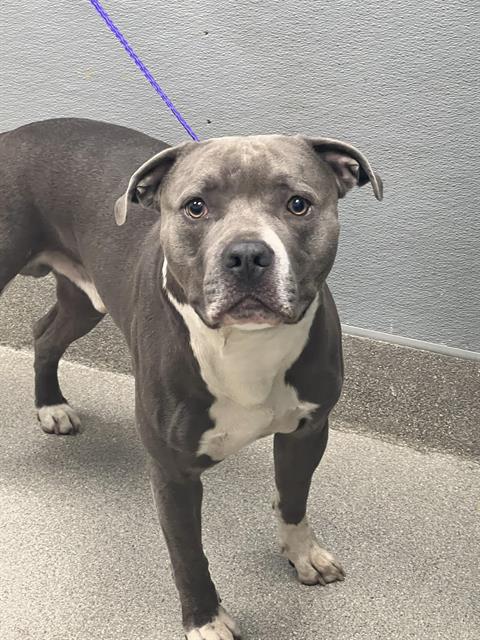 adoptable Dog in Las Vegas, NV named UCONN