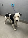 adoptable Dog in Las Vegas, NV named *CARNEL