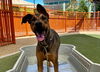 adoptable Dog in Las Vegas, NV named ACE