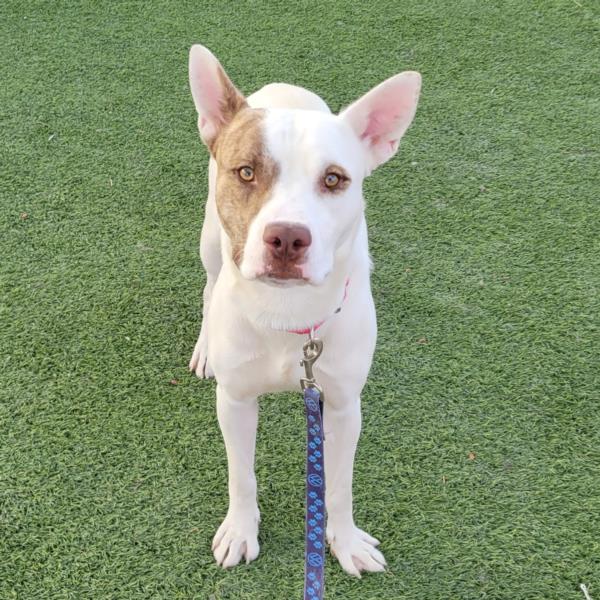 adoptable Dog in Las Vegas, NV named *HOBBS