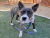 adoptable Dog in Las Vegas, NV named *LETTI