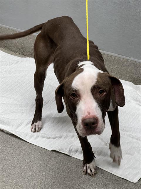 picture of the dog needing adoption