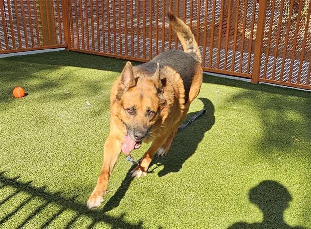 adoptable Dog in Las Vegas, NV named RUSTY