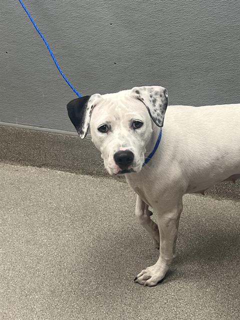 adoptable Dog in Las Vegas, NV named *STARLING