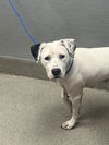 adoptable Dog in  named *STARLING