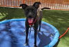 adoptable Dog in  named *SUZIE Q