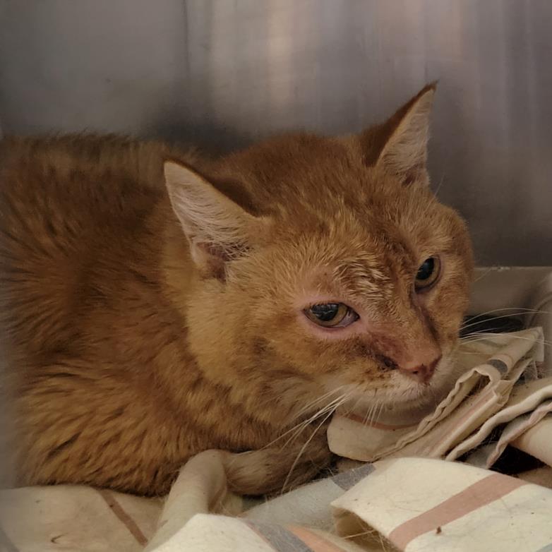 adoptable Cat in Las Vegas, NV named *MILO