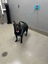 adoptable Dog in , NV named *MARGARET