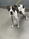 adoptable Dog in , NV named *BANDIT