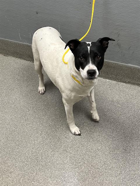 adoptable Dog in Las Vegas, NV named *DARLA