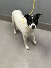 adoptable Dog in , NV named *DARLA