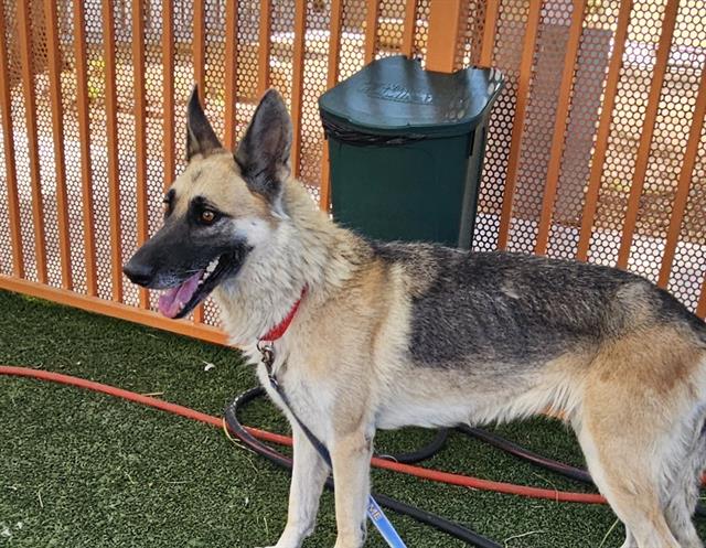 adoptable Dog in Las Vegas, NV named *PUMPKIN