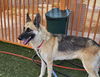 adoptable Dog in , NV named *PUMPKIN