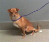 adoptable Dog in , NV named HONEY