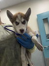 adoptable Dog in , NV named *HUEY