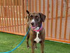 adoptable Dog in , NV named LULU