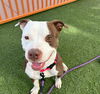 adoptable Dog in , NV named *JASPER