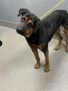 adoptable Dog in , NV named EZRA