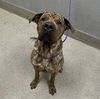 adoptable Dog in , NV named *MARLIN