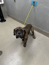 adoptable Dog in , NV named LAMBO