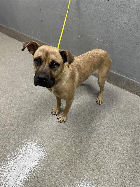 adoptable Dog in Las Vegas, NV named *MARQUIS