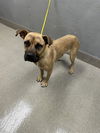 adoptable Dog in  named *MARQUIS