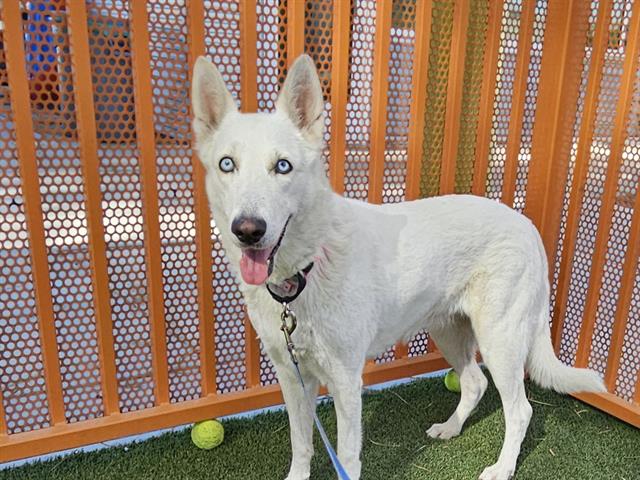 adoptable Dog in Las Vegas, NV named *YAYA