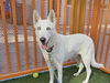 adoptable Dog in , NV named *YAYA