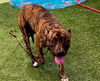 adoptable Dog in , NV named *MERLIN