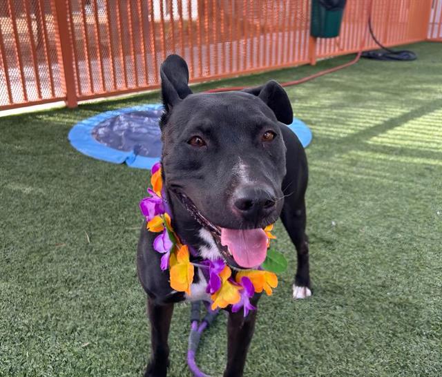 adoptable Dog in Las Vegas, NV named *CANDY APPLE