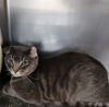 adoptable Cat in , NV named SMOKEY