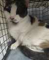 adoptable Cat in , NV named DOTTY