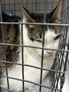 adoptable Cat in , NV named PETEY