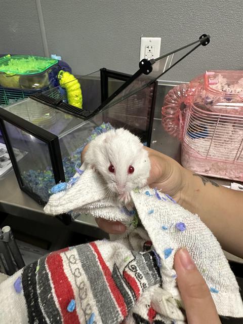 adoptable Hamster in Las Vegas, NV named LOKI