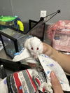 adoptable Hamster in , NV named LOKI