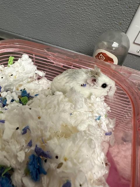 adoptable Hamster in Las Vegas, NV named LILLY