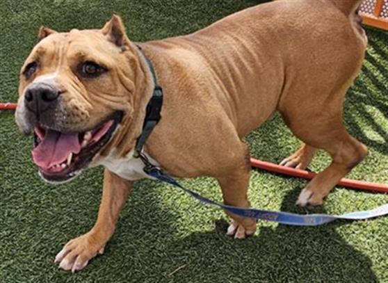 adoptable Dog in Las Vegas, NV named CHICO