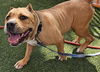 adoptable Dog in , NV named CHICO